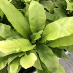 Asplenium nidus