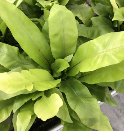 Asplenium nidus