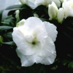 fiore di azalea indica