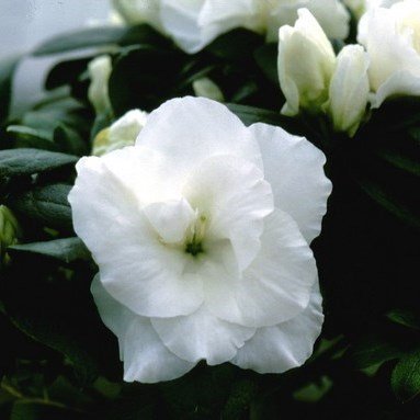 fiore di azalea indica