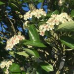 fiori di Crataegus lavallei Carrierei Biancospino