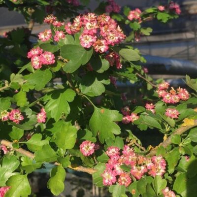 fiori di biancospino crataegus oxyacantha paul's scarlet