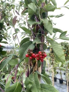Bacche Lonicera periclymenum 'Serotina'