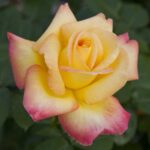 Rosa PULLMAN ORIENT EXPRESS® Baipeace