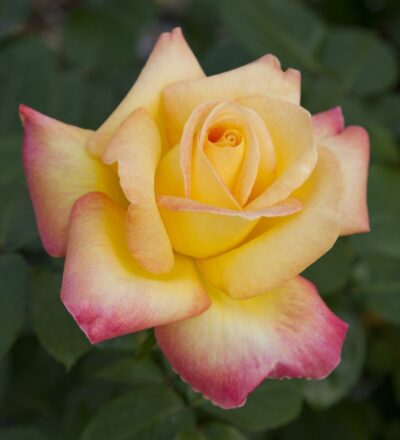 Rosa PULLMAN ORIENT EXPRESS® Baipeace
