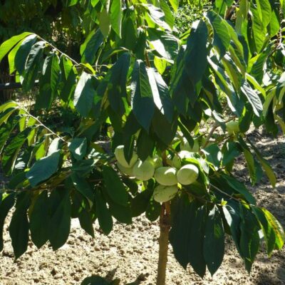 pianta con i frutti di banano del nord