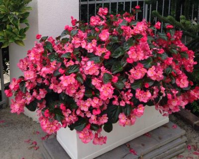Begonia Gigante 'Big' - pianta adulta