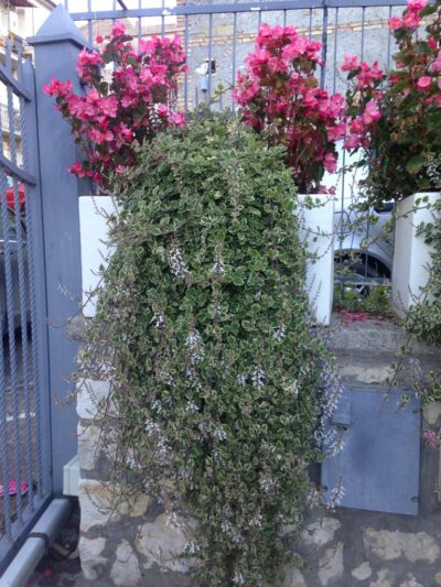 Begonia Gigante 'Big' - piante adulte con Plectranthus coleoides