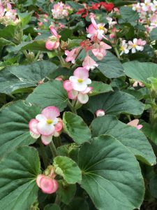 Begonia Gigante Braveheart® Berose