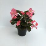 piantina in vaso di begonia gigante bronze leaf pink