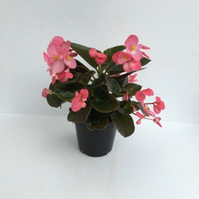 piantina in vaso di begonia gigante bronze leaf pink