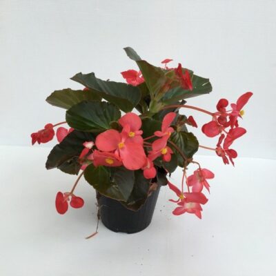 BEGONIA GIGANTE - immagine 3