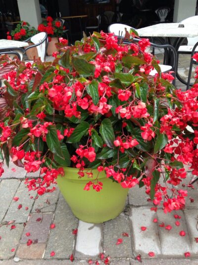 Begonia Gigante 'Dragon Wing'