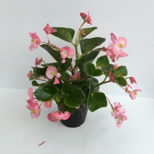 piantina di begonia green leaf pink