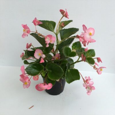 piantina di begonia green leaf pink