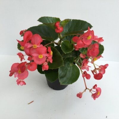 piantina di begonia green leaf red
