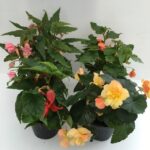 Begonia Tuberosa tuberhybrida