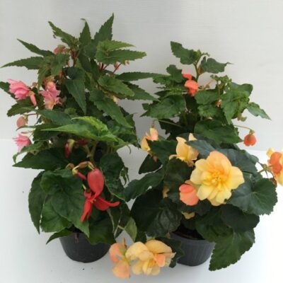 Begonia Tuberosa tuberhybrida