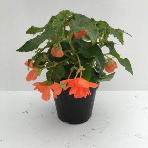 piantina di begonia tuberosa tuberhybrida