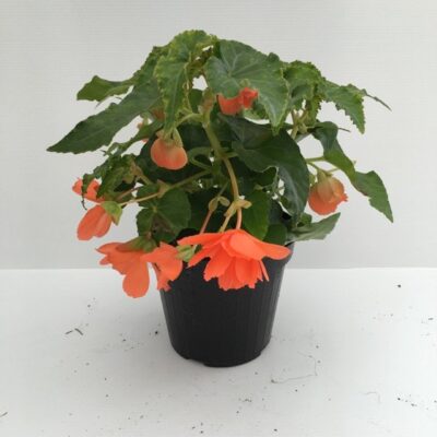 piantina di begonia tuberosa tuberhybrida