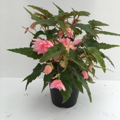 piantina di begonia tuberosa tuberhybrida