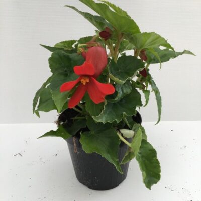 piantina di begonia tuberosa tuberhybrida tenella scarlet