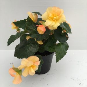 piantina di begonia tuberosa tuberhybrida tenella yellow