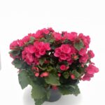 Begonia elatior