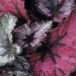 Begonia rex