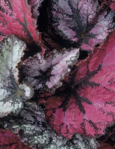 Begonia rex