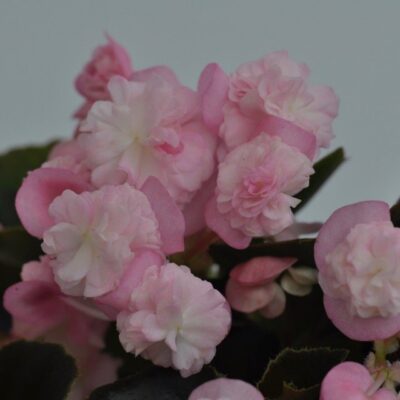 particolare dei fiori di begonia semperflorens doppia