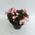 piantina di begonia semperflorens doppia