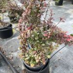 Berberis thunbergii 'Atropurpurea'