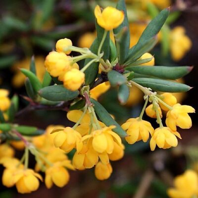 fiori di berberis x stenophylla