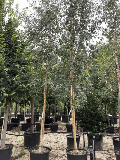 Betula pendula BETULLA PIANGENTE