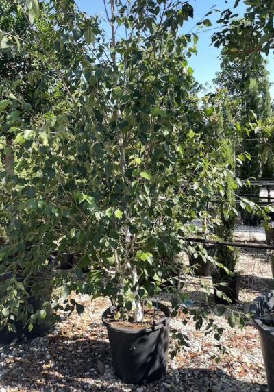 Betula utilis BETULLA DELL’HIMALAYA