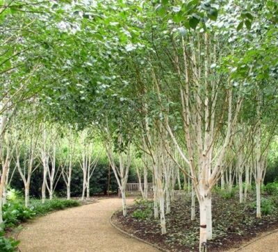 Alberi di Betula utilis Betulla dell'Himalaya