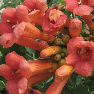 Campsis x tagliabuana 'Madame Galen' 