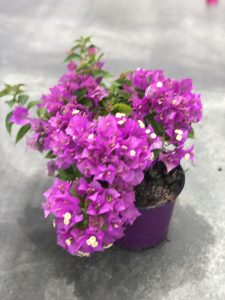 Bougainvillea glabra 'Sanderiana' - v4litri cespuglio