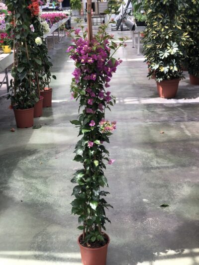 Bougainvillea glabra 'Sanderiana' - v4litri h150