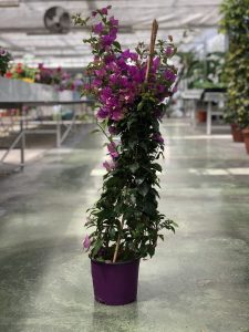 Bougainvillea glabra 'Sanderiana' - v4litri h90