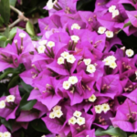 Bougainvillea glabra fiori