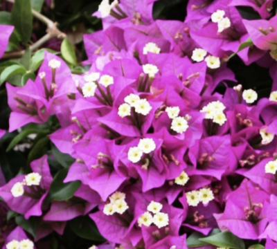 Bougainvillea glabra fiori
