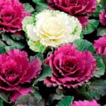 fiori di brassica oleracea cavolo ornamentale