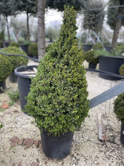 Buxus microphylla 'Faulkner' - BOSSO a cono