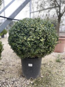 Buxus microphylla 'Faulkner' - BOSSO a sfera
