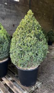 Buxus microphylla 'Faulkner' - Cono