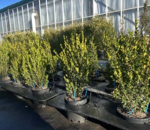 Buxus microphylla 'Faulkner' Forma Libera