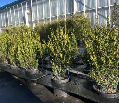 Buxus microphylla 'Faulkner' Forma Libera
