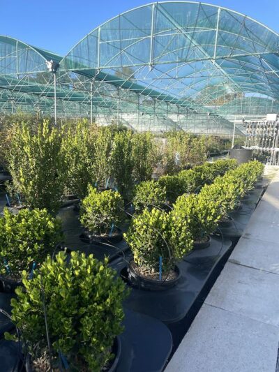 Buxus microphylla 'Faulkner' Sfera